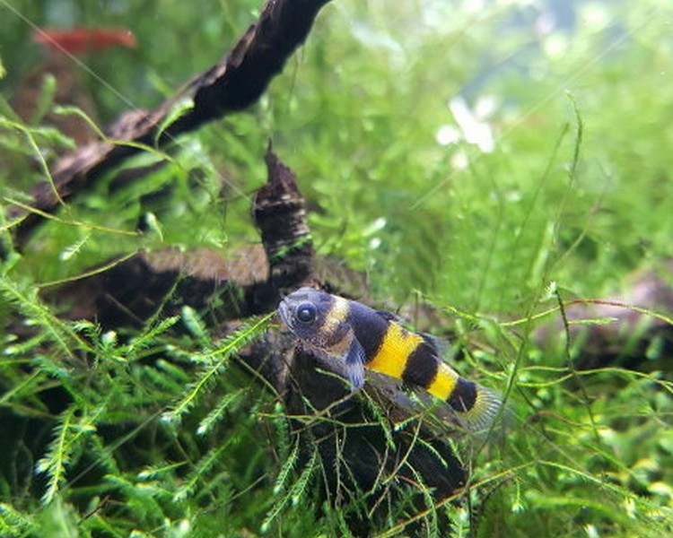 Bumble Bee Goby ~ 1cm